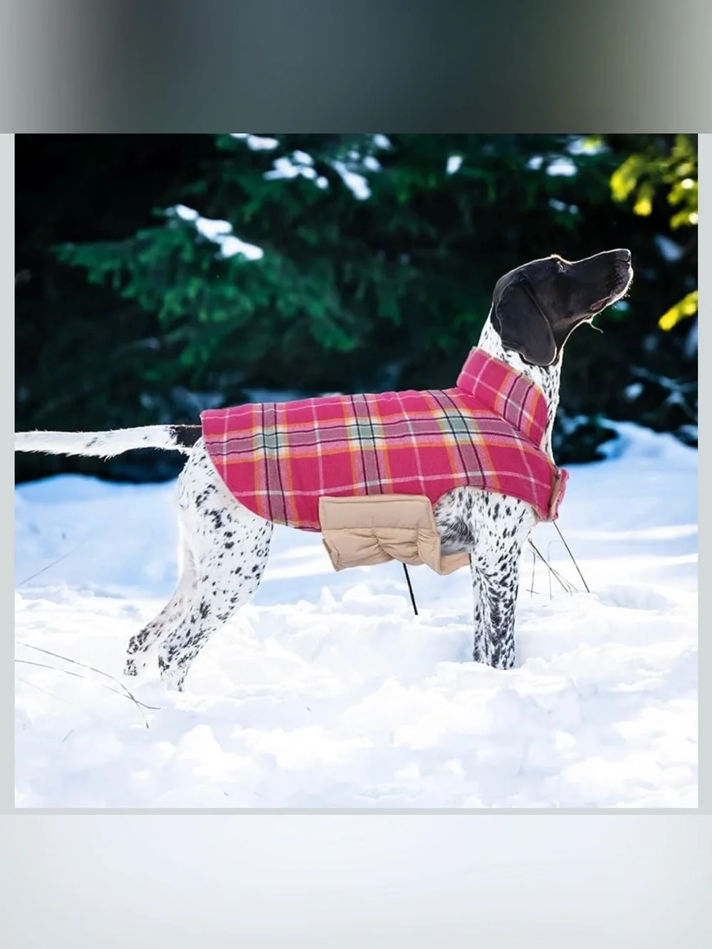 Kuoser Waterproof Dog Coat, Reversible Dog Jacket For Medium Dogs. 2457/bb12-1